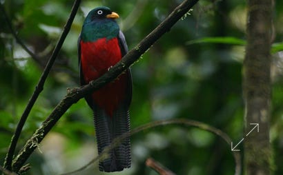 Lattice-tailed Trogon (Trogon clathratus)