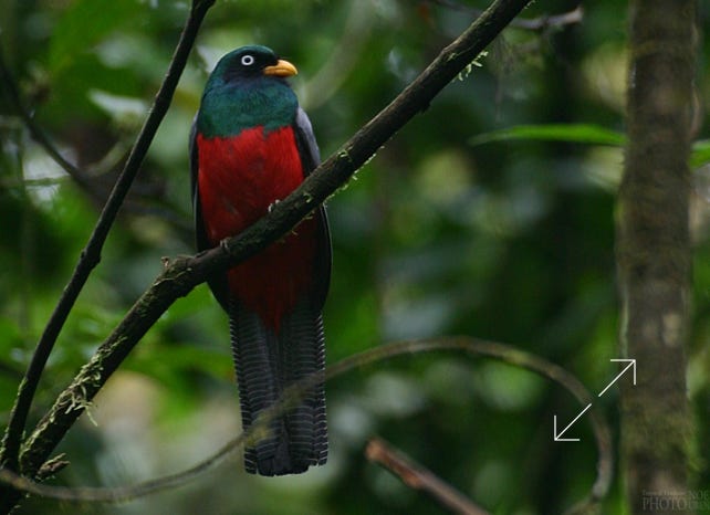 Lattice-tailed Trogon (Trogon clathratus)