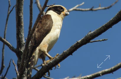 Laughing Falcon (Herpetotheres cachinnans)