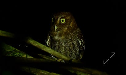 Middle American Screech-Owl (Megascops guatemalae)