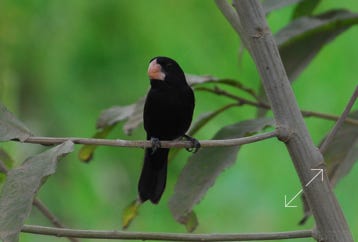 Nicaraguan Seed-Finch (Sporophila nuttingi)