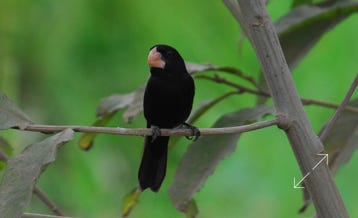 Nicaraguan Finch