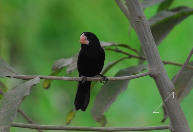 Nicaraguan Seed-Finch (Sporophila nuttingi)