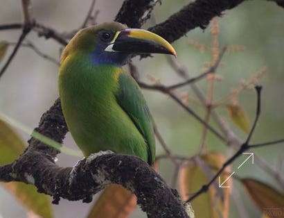 Northern Emerald Toucanet (Aulacorhynchus prasinus)