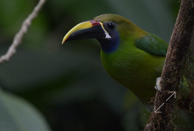 Northern Emerald Toucanet (Aulacorhynchus prasinus)