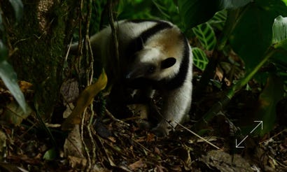 Northern Tamandua (Anteater)