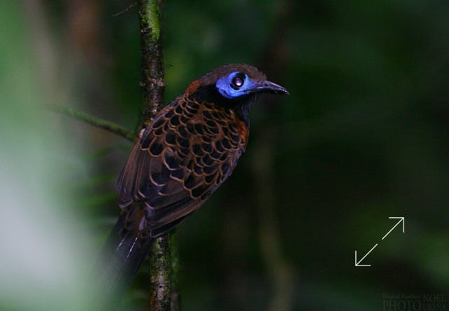 Ocellated Antbird (Phaenostictus mcleannani)