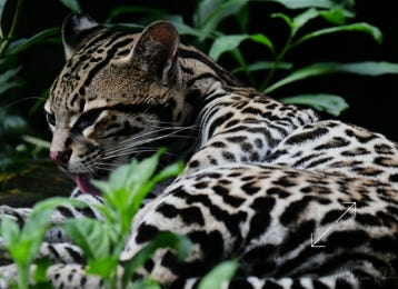 Ocelot (Leopardus pardalis) - Costa Rica