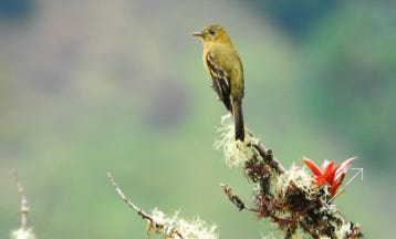 Ochraceous Pewee (Contopus ochraceus)