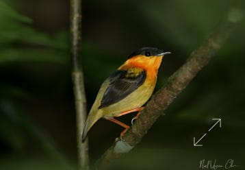 Orange-collared Manakin (Manacus aurantiacus)