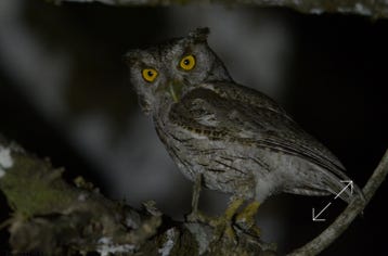 Pacific Screech-Owl (Megascops cooperi)