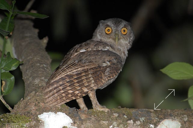 Pacific Screech-Owl (Megascops cooperi)
