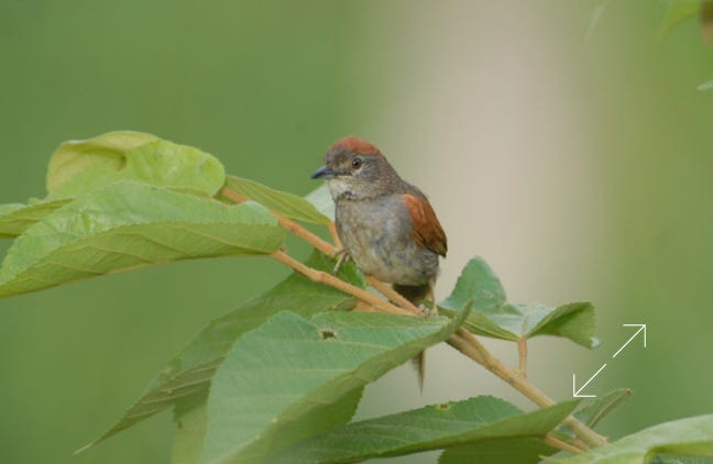 Pale-breasted Spinetail (Synallaxis albescens)