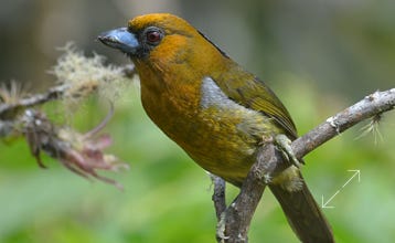 Prong-billed Barbet (Semnornis frantzii)