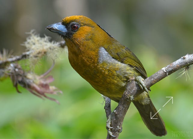 Prong-billed Barbet (Semnornis frantzii)