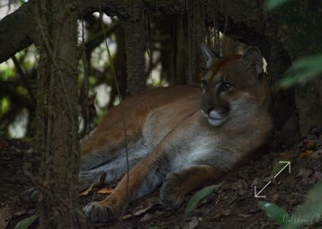 Female Puma in the Rain Forest of Costa Rica
