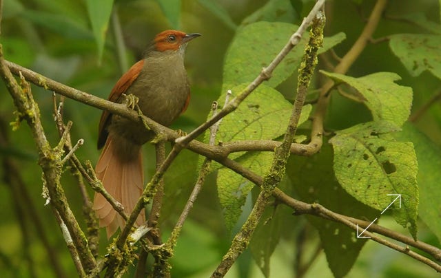 Red-faced Spinetail (Cranioleuca erythrops)