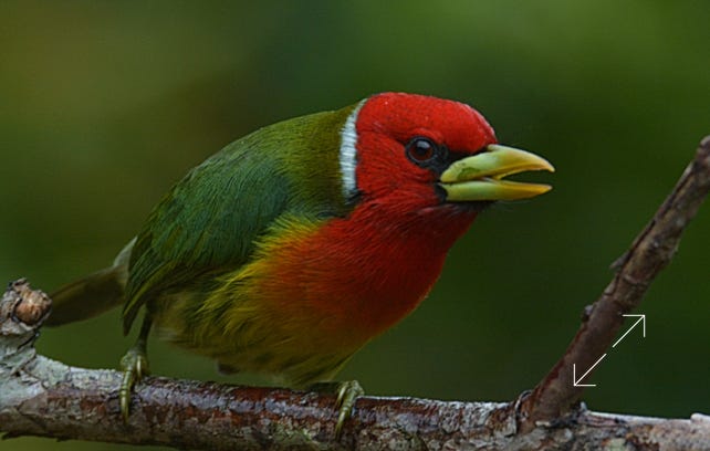 Red-headed Barbet (Eubucco bourcierii)