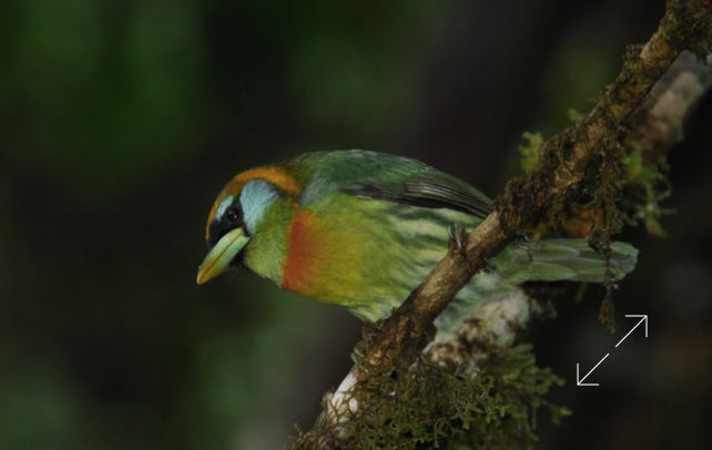 Red-headed Barbet (Eubucco bourcierii)