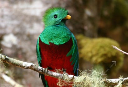 Resplendent Quetzal