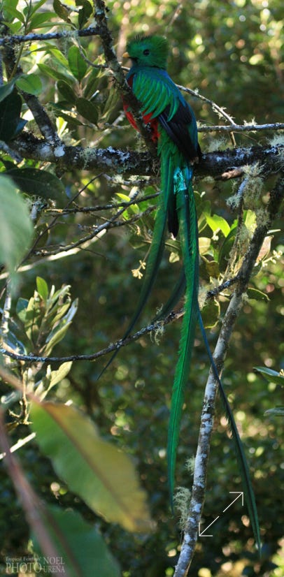 Resplendent Quetzal (Pharomachrus mocinno)