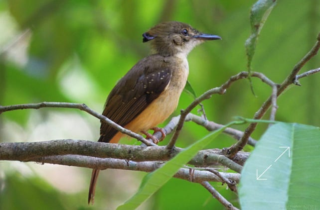 Royal Flycatcher (Onychorhynchus coronatus)