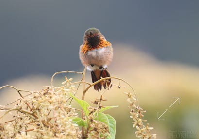 Scintillant Hummingbird