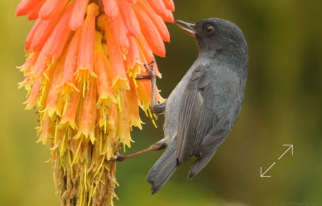 Slaty Flowerpiercer (Diglossa plumbea)