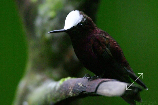 Snowcap (Microchera albocoronata)