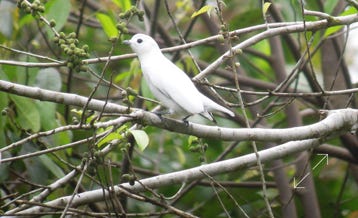 Snowy Cotinga (Carpodectes nitidus)