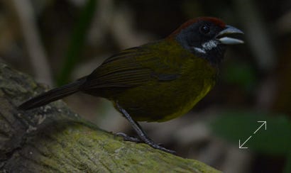 Sooty-faced Finch (Arremon crassirostris)