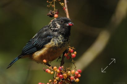 Spangle-cheeked Tanager (Tangara dowii)