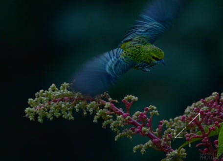 Speckled Tanager (Tangara guttata)