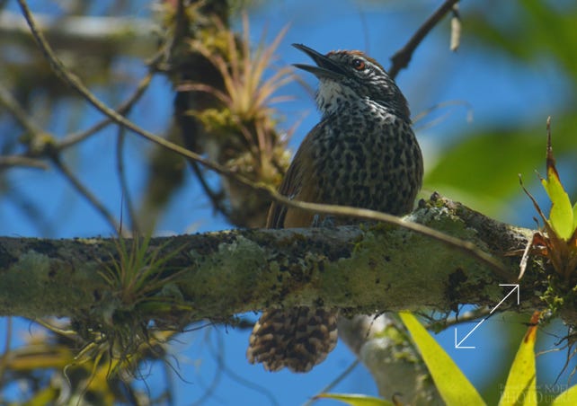 Spot-breasted Wren (Pheugopedius maculipectus)