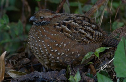 Spotted Wood-Quail (Odontophorus guttatus)