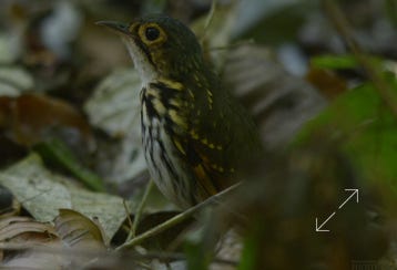 Streak-chested Antpitta (Hylopezus perspicillatus)