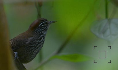 Stripe-breasted Wren (Cantorchilus thoracicus)