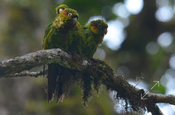 Sulphur-winged Parakeet (Pyrrhura hoffmanni)