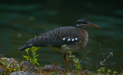 Sunbittern (Eurypyga helias)