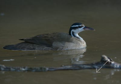 Sungrebe (Heliornis fulica)