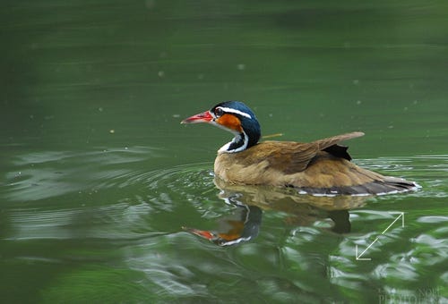 Sungrebre (Heliornis fulica)