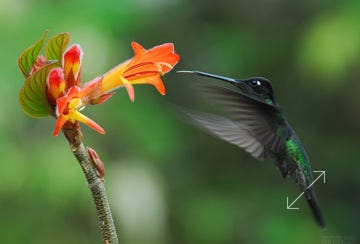 Talamanca Hummingbird