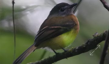 Tawny-chested Flycatcher (Aphanotriccus capitalis)