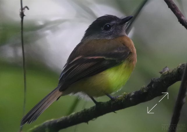Tawny-chested Flycatcher (Aphanotriccus capitalis)