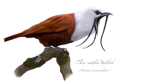 Three-wattled Bellbird