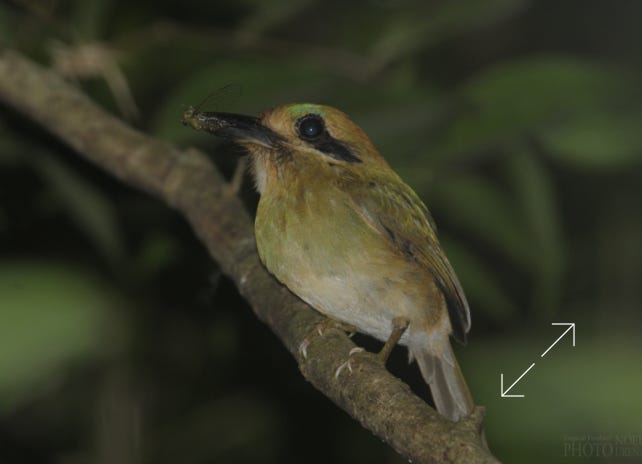 Tody Motmot (Hylomanes momotula)