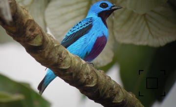 Turquoise Cotinga