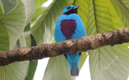 Turquoise Cotinga (Cotinga ridgwayi)