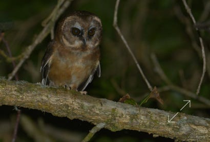 Unspotted Saw-Whet Owl (Aegolius ridgwayi)