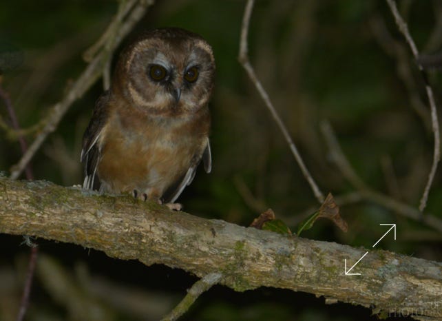 Unspotted Saw-Whet Owl (Aegolius ridgwayi)
